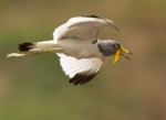 White-crowned Lapwing